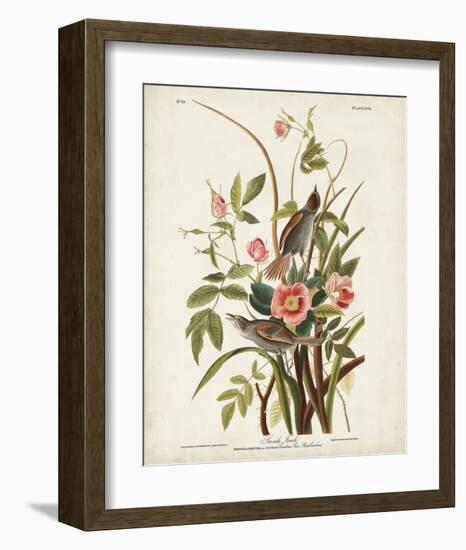 Pl 93 Seaside Finch-John James Audubon-Framed Art Print