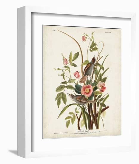 Pl 93 Seaside Finch-John James Audubon-Framed Art Print