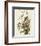 Pl 93 Seaside Finch-John James Audubon-Framed Art Print