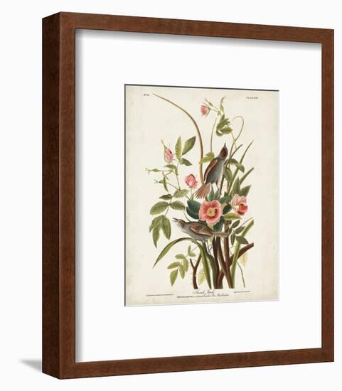 Pl 93 Seaside Finch-John James Audubon-Framed Art Print