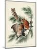 Pl 97 Little Screech Owl-John Audubon-Mounted Art Print