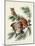 Pl 97 Little Screech Owl-John Audubon-Mounted Art Print