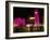 Place d'Etoile at Night, Beirut, Lebanon, Middle East-Alison Wright-Framed Photographic Print