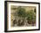 Place Du Theatre Francais, 1898-Camille Pissarro-Framed Art Print