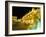 Place Stanislas at Night, Nancy, Meurthe-Et-Moselle, Lorraine, France-Bruno Barbier-Framed Photographic Print