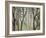 Placid Forest-Karla Gerard-Framed Giclee Print