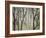 Placid Forest-Karla Gerard-Framed Giclee Print