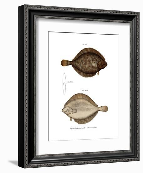 Plaice-null-Framed Giclee Print