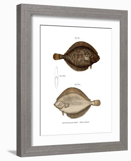 Plaice-null-Framed Giclee Print