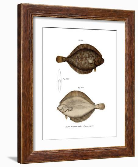 Plaice-null-Framed Giclee Print