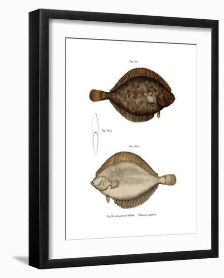 Plaice-null-Framed Giclee Print