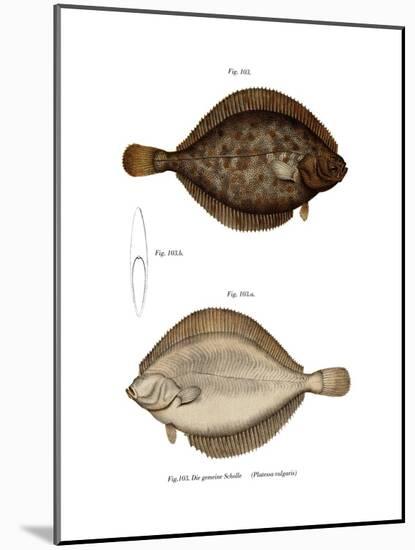 Plaice-null-Mounted Giclee Print