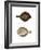 Plaice-null-Framed Giclee Print