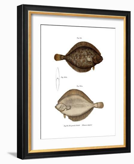 Plaice-null-Framed Giclee Print