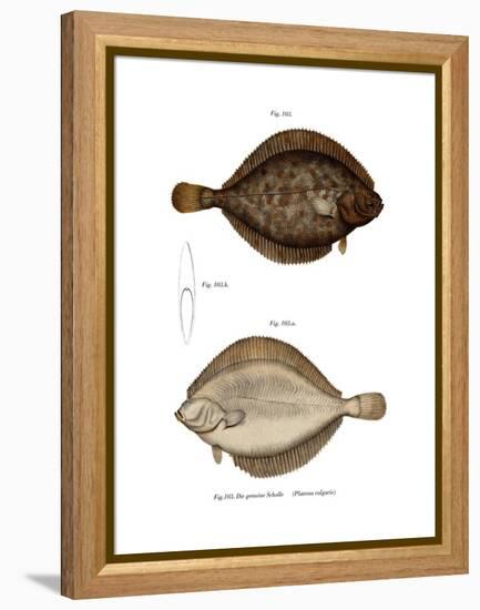 Plaice-null-Framed Premier Image Canvas