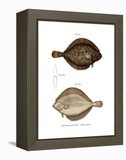 Plaice-null-Framed Premier Image Canvas