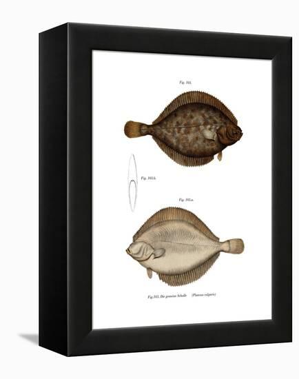 Plaice-null-Framed Premier Image Canvas