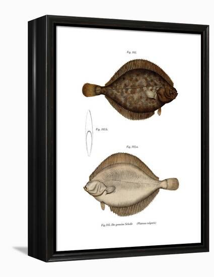 Plaice-null-Framed Premier Image Canvas