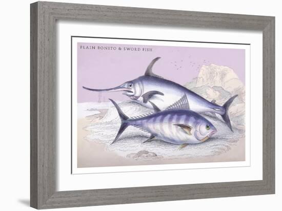 Plain Bonito and Swordfish-Robert Hamilton-Framed Art Print