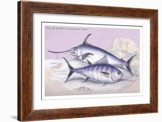 Plain Bonito and Swordfish-Robert Hamilton-Framed Art Print