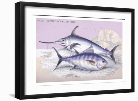 Plain Bonito and Swordfish-Robert Hamilton-Framed Art Print