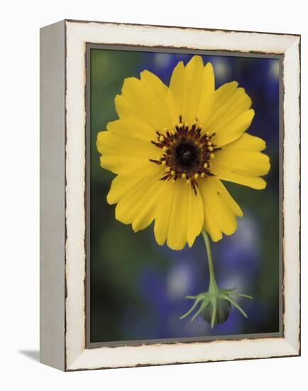 Plain Coreopsis, Marble Falls, Texas, USA-Claudia Adams-Framed Premier Image Canvas