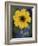 Plain Coreopsis, Marble Falls, Texas, USA-Claudia Adams-Framed Photographic Print