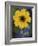 Plain Coreopsis, Marble Falls, Texas, USA-Claudia Adams-Framed Photographic Print