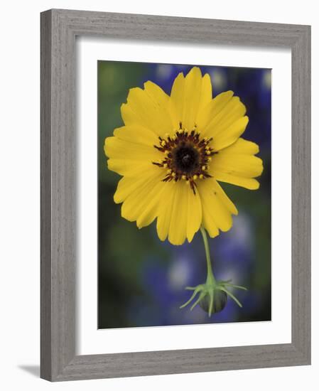 Plain Coreopsis, Marble Falls, Texas, USA-Claudia Adams-Framed Photographic Print