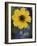 Plain Coreopsis, Marble Falls, Texas, USA-Claudia Adams-Framed Photographic Print