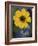 Plain Coreopsis, Marble Falls, Texas, USA-Claudia Adams-Framed Photographic Print