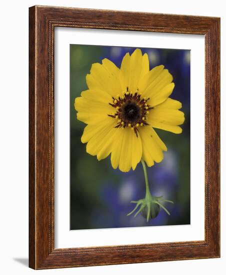 Plain Coreopsis, Marble Falls, Texas, USA-Claudia Adams-Framed Photographic Print