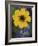 Plain Coreopsis, Marble Falls, Texas, USA-Claudia Adams-Framed Photographic Print