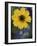 Plain Coreopsis, Marble Falls, Texas, USA-Claudia Adams-Framed Photographic Print