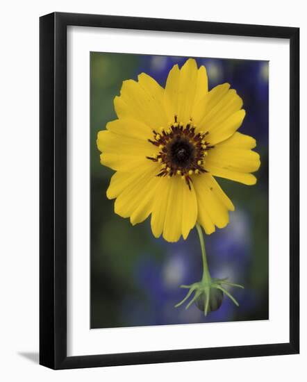 Plain Coreopsis, Marble Falls, Texas, USA-Claudia Adams-Framed Photographic Print