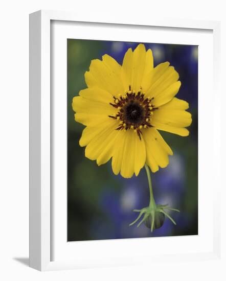 Plain Coreopsis, Marble Falls, Texas, USA-Claudia Adams-Framed Photographic Print