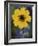 Plain Coreopsis, Marble Falls, Texas, USA-Claudia Adams-Framed Photographic Print