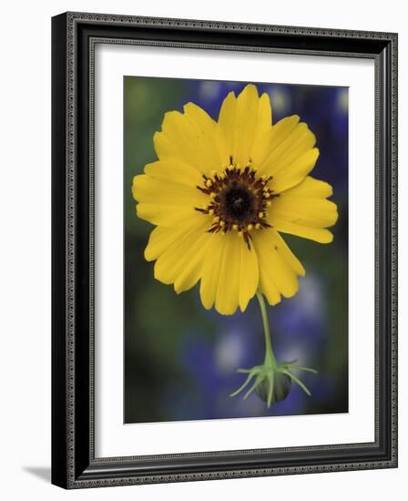 Plain Coreopsis, Marble Falls, Texas, USA-Claudia Adams-Framed Photographic Print