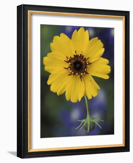 Plain Coreopsis, Marble Falls, Texas, USA-Claudia Adams-Framed Photographic Print