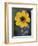 Plain Coreopsis, Marble Falls, Texas, USA-Claudia Adams-Framed Photographic Print