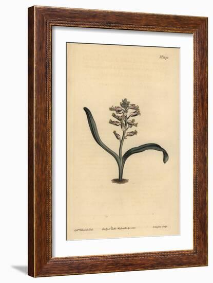 Plain-Leaved Self-Coloured Lachenalia, Lachenalia Unicolor-Sydenham Teast Edwards-Framed Giclee Print