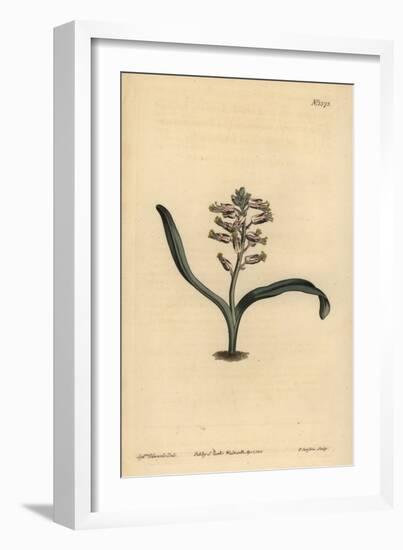 Plain-Leaved Self-Coloured Lachenalia, Lachenalia Unicolor-Sydenham Teast Edwards-Framed Giclee Print