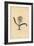 Plain-Leaved Self-Coloured Lachenalia, Lachenalia Unicolor-Sydenham Teast Edwards-Framed Giclee Print