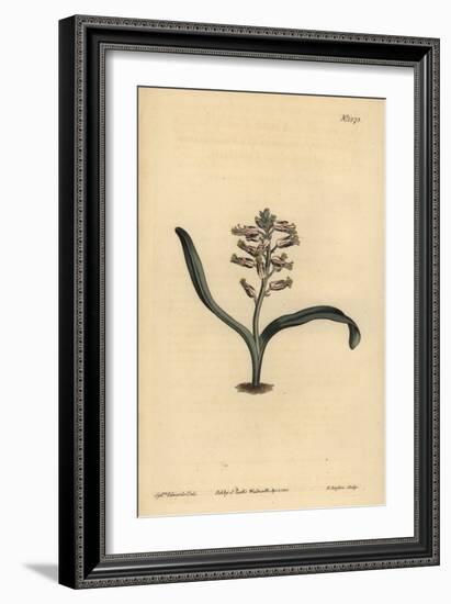 Plain-Leaved Self-Coloured Lachenalia, Lachenalia Unicolor-Sydenham Teast Edwards-Framed Giclee Print