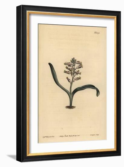 Plain-Leaved Self-Coloured Lachenalia, Lachenalia Unicolor-Sydenham Teast Edwards-Framed Giclee Print