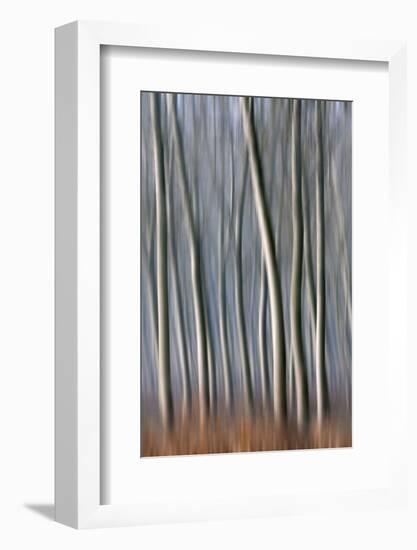 Plain Piedmont, Piedmont, Italy. Autumn abstract trees-ClickAlps-Framed Photographic Print