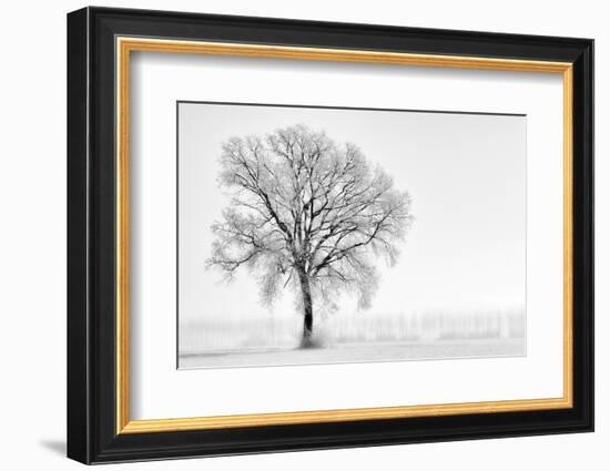 Plain Piedmont, Piedmont,Turin, Italy. Trees in the mist-ClickAlps-Framed Photographic Print