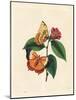 Plain Tawny Rajah Butterfly, Charaxes Psaphon (Nymphalis Bernardus) on a Camellia. Copied from Edwa-Edward Donovan-Mounted Giclee Print