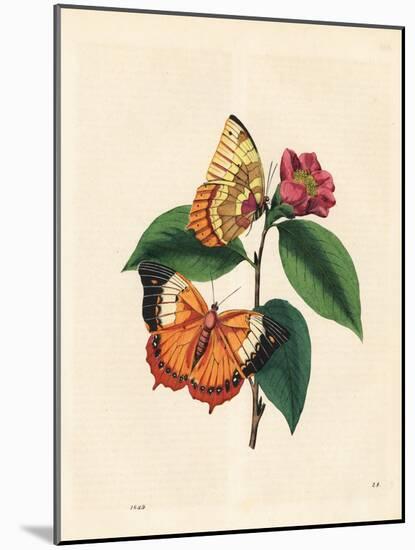 Plain Tawny Rajah Butterfly, Charaxes Psaphon (Nymphalis Bernardus) on a Camellia. Copied from Edwa-Edward Donovan-Mounted Giclee Print