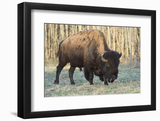 Plains Bison shedding winter fur in Spring, Elk Island National Park, Alberta, Canada-Jon Reaves-Framed Photographic Print